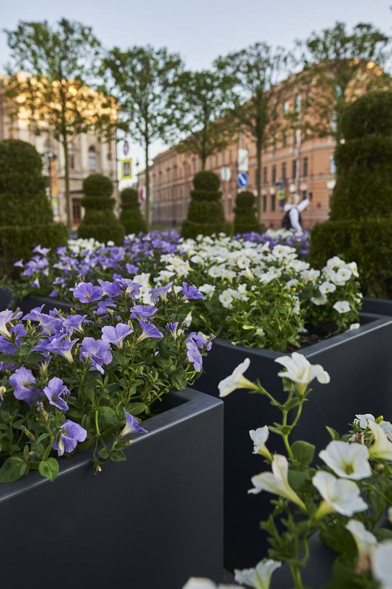 Сад на Исаакиевской площади Сад на Исаакиевской площади - проекты Berkano - фото 7